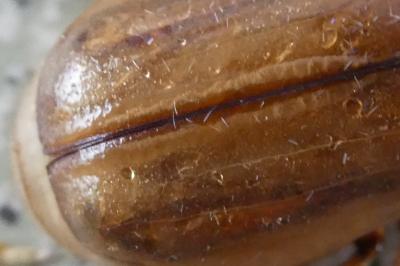 <i>Rhizotrogus marginipes</i>