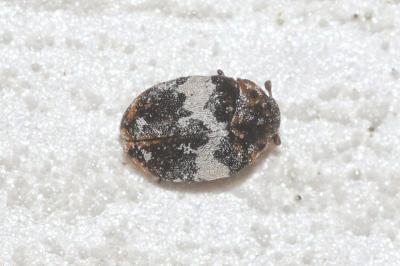 <i>Anthrenus pimpinellae</i>