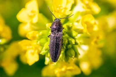 <i>Cidnopus pilosus</i>