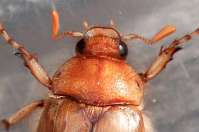 <i>Rhizotrogus marginipes</i>