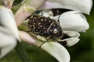 <i>Oxythyrea funesta</i>