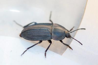 <i>Silpha carinata</i>