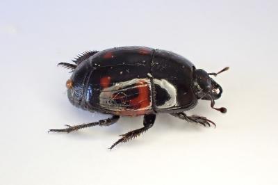 <i>Hister quadrimaculatus</i>