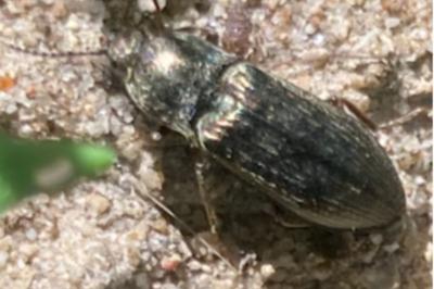 <i>Selatosomus latus</i>