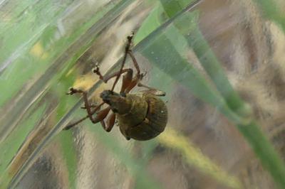 <i>Phyllobius pyri</i>