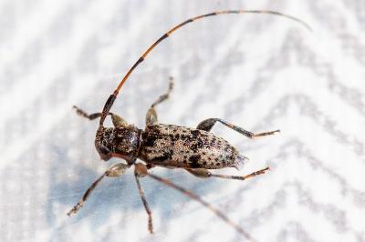 <i>Leiopus</i>