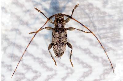 <i>Leiopus</i>