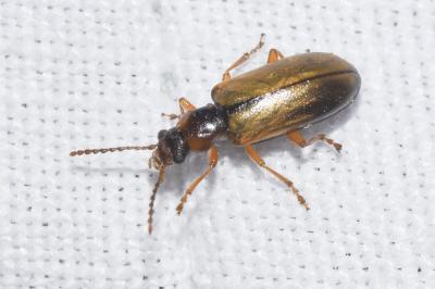 <i>Orsodacne cerasi</i>