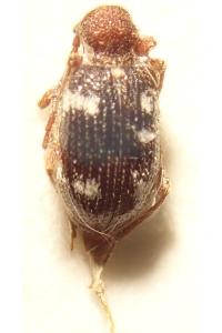 <i>Ptinus sexpunctatus</i>