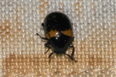 <i>Diaperis boleti</i>