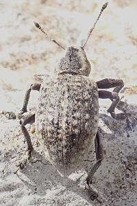 <i>Liophloeus tessulatus</i>