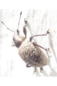 <i>Liophloeus tessulatus</i>