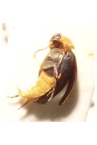 <i>Mordellochroa abdominalis</i>