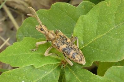 <i>Rhagium sycophanta</i>