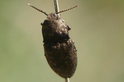 <i>Agrypnus murinus</i>