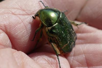 <i>Cetonia aurata</i>
