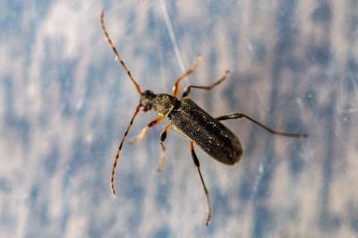 <i>Grammoptera ruficornis</i>