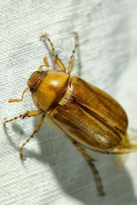 <i>Rhizotrogus marginipes</i>