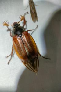 <i>Melolontha melolontha</i>