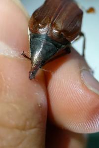 <i>Melolontha melolontha</i>