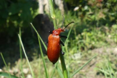 <i>Pyrochroa serraticornis</i>