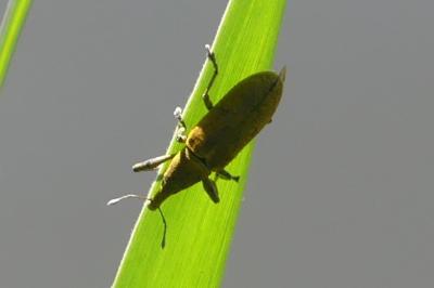 <i>Lixus</i>