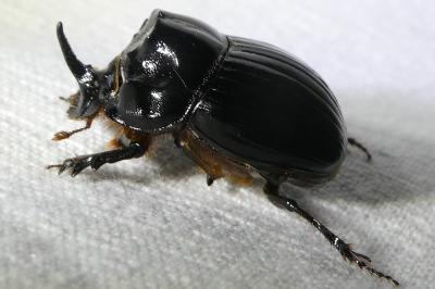 <i>Copris lunaris</i>