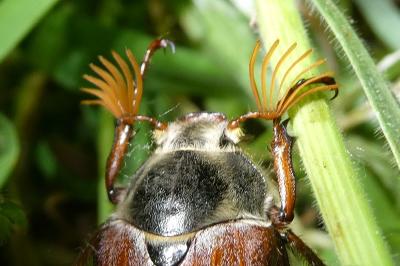 <i>Melolontha melolontha</i>