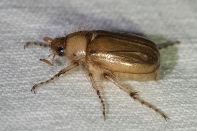 <i>Rhizotrogus marginipes</i>