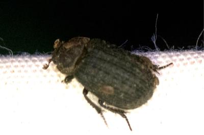<i>Trox scaber</i>