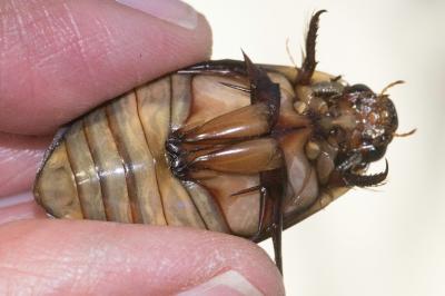 <i>Cybister lateralimarginalis</i>