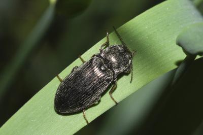 <i>Selatosomus latus</i>