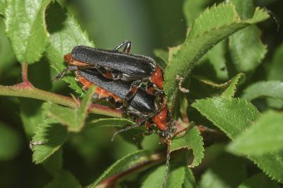<i>Cantharis rustica</i>