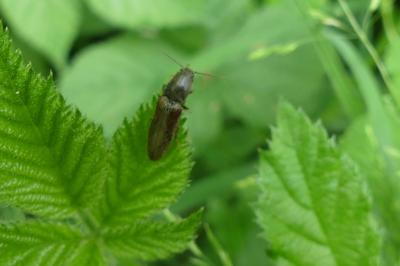<i>Athous haemorrhoidalis</i>
