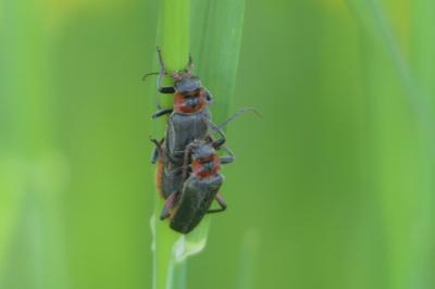 <i>Cantharis rustica</i>