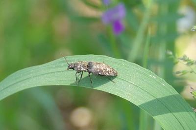 <i>Agrypnus murinus</i>