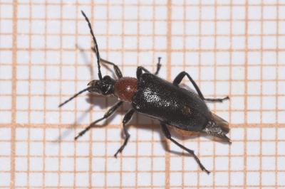 <i>Dinoptera collaris</i>