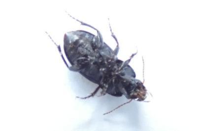 <i>Harpalus dimidiatus</i>