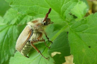 <i>Melolontha melolontha</i>