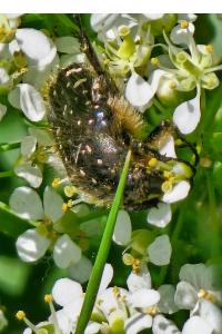 <i>Oxythyrea funesta</i>