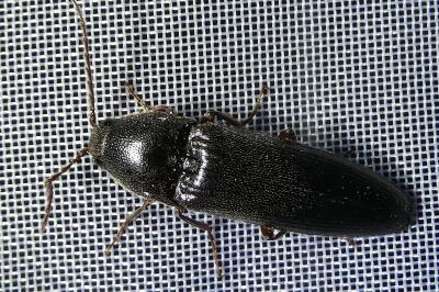 <i>Melanotus villosus</i>