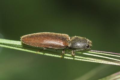 <i>Athous haemorrhoidalis</i>