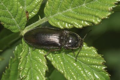 <i>Selatosomus latus</i>