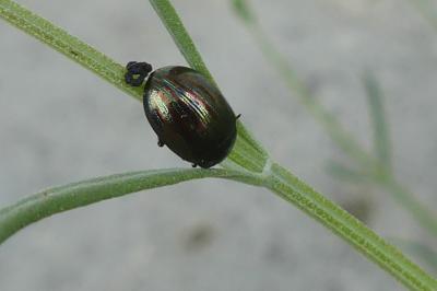 <i>Chrysolina americana</i>