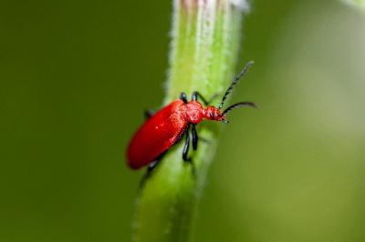 <i>Pyrochroa serraticornis</i>