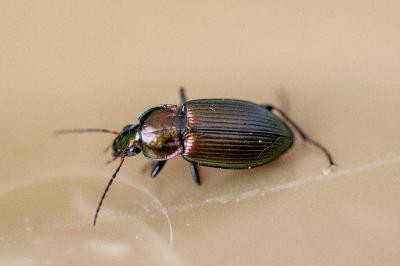 <i>Poecilus cupreus</i>