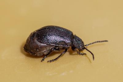<i>Galeruca tanaceti</i>