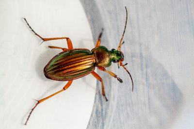 <i>Carabus auratus</i>