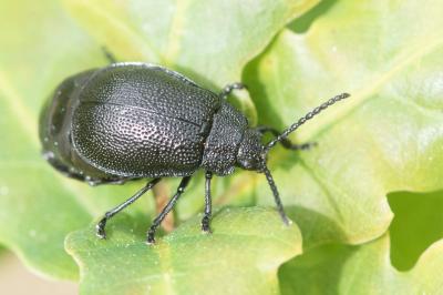 <i>Galeruca tanaceti</i>