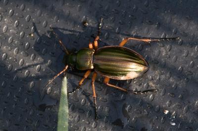 <i>Carabus auratus</i>